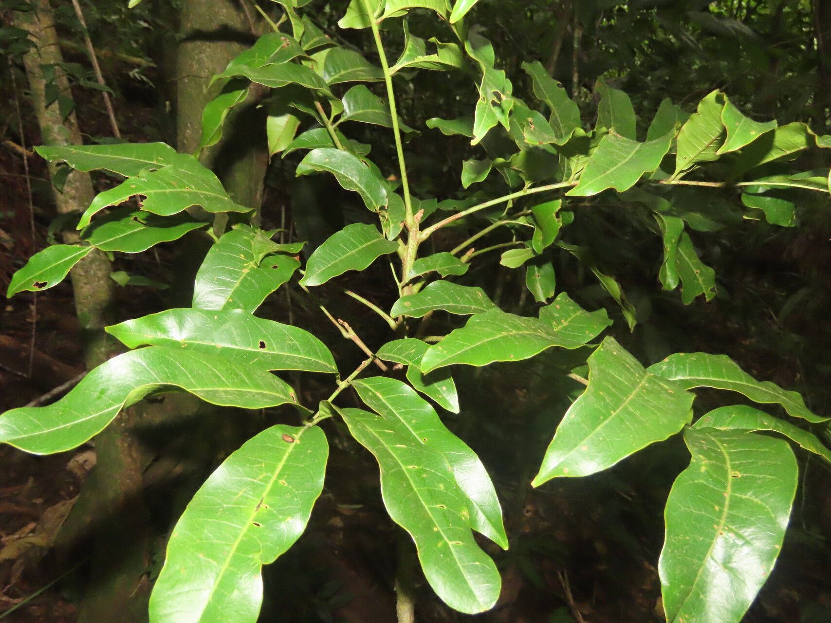 Tapirira mexicana — search result for 'Anacardiaceae'