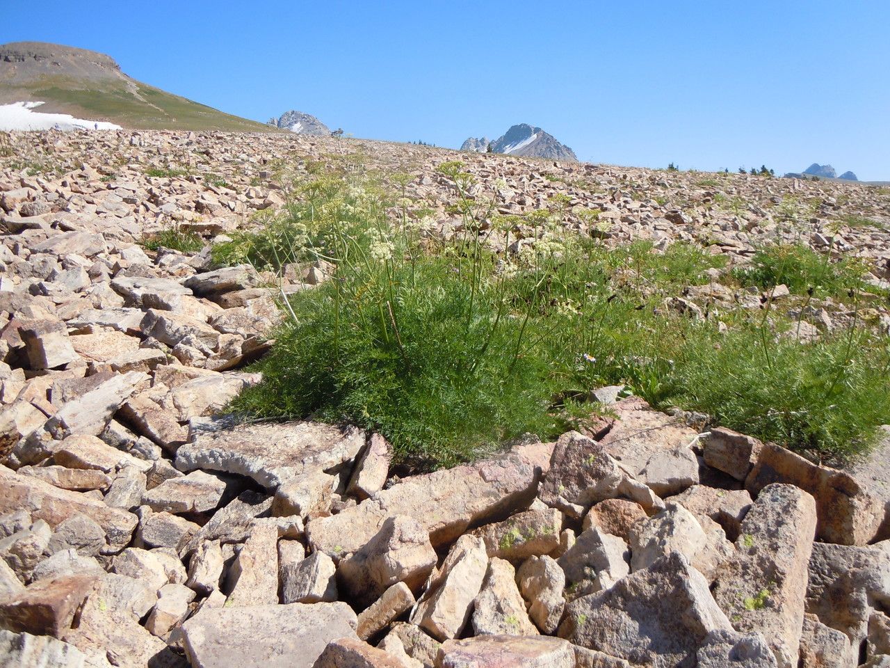 Ligusticum filicinum habit