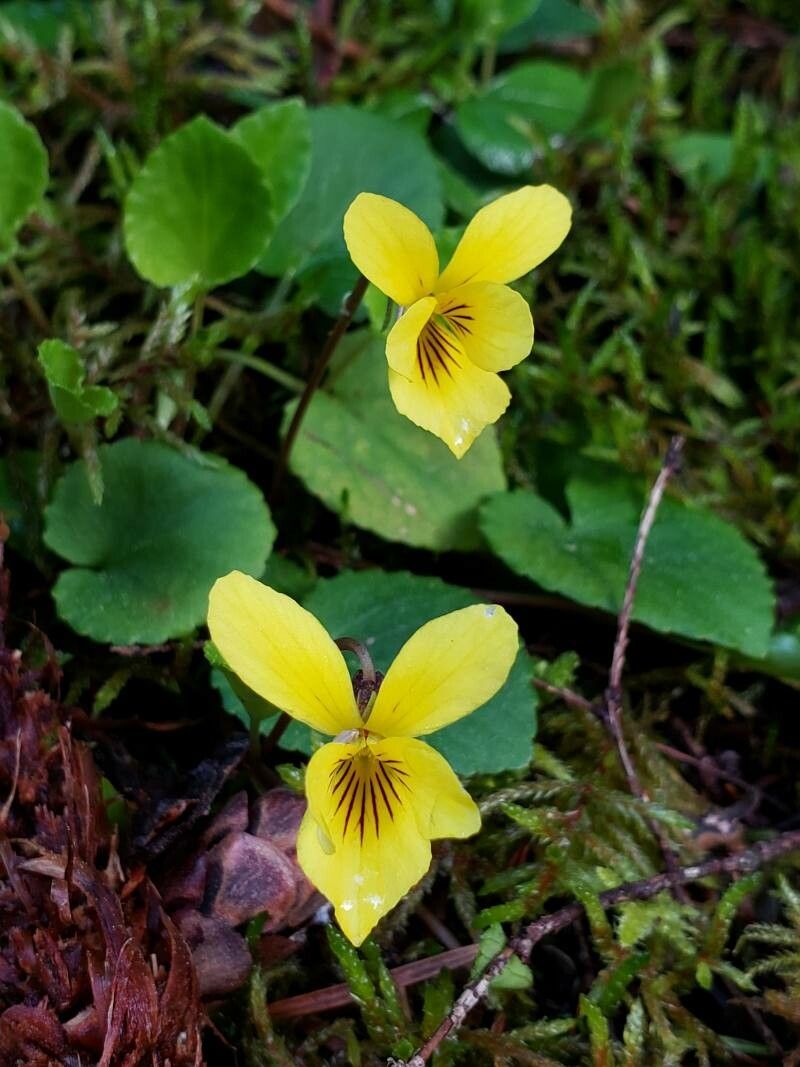 Viola sempervirens flower
