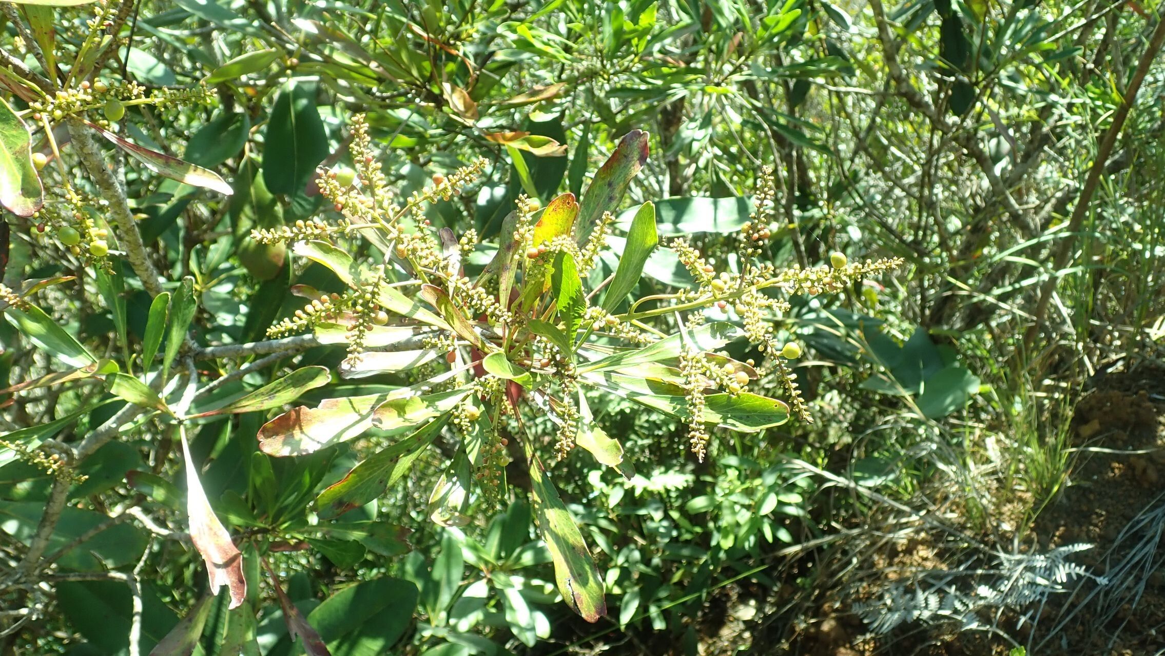 Beauprea neglecta habit