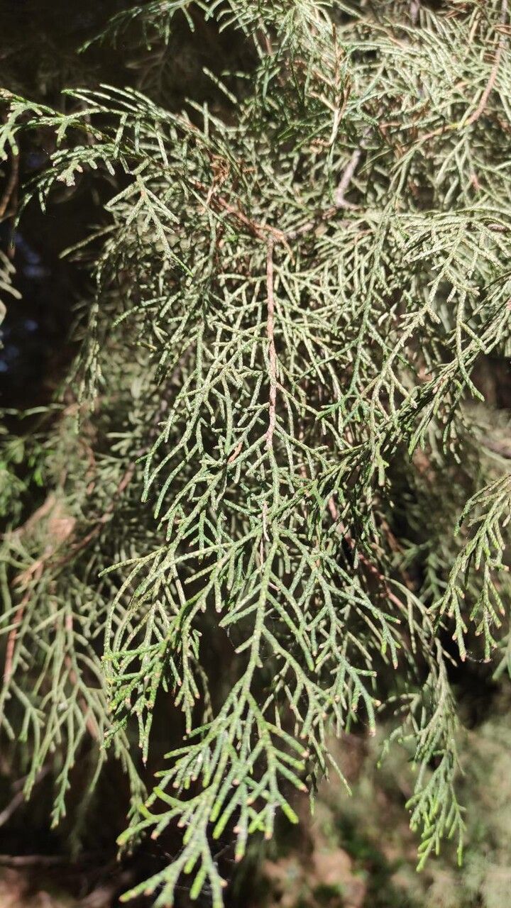 Cupressus chengiana leaf