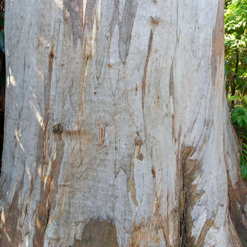 Eucalyptus dorrigoensis bark