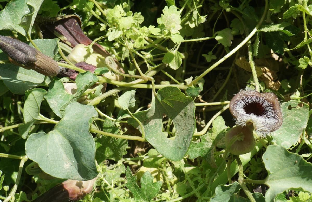 Aristolochia cretica habit