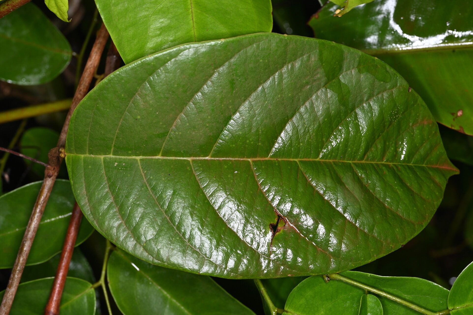 Passiflora candida — houseplant care guide