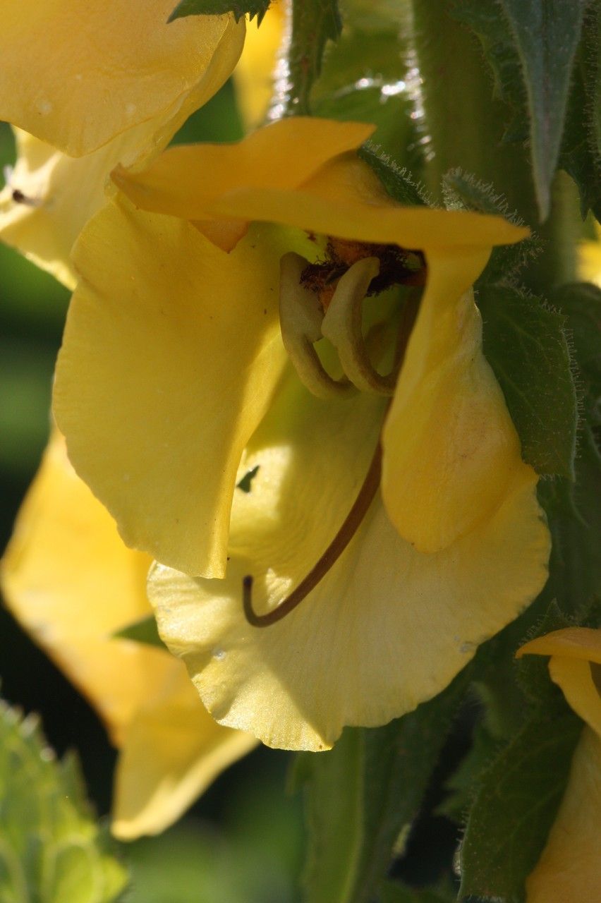 Verbascum creticum flower