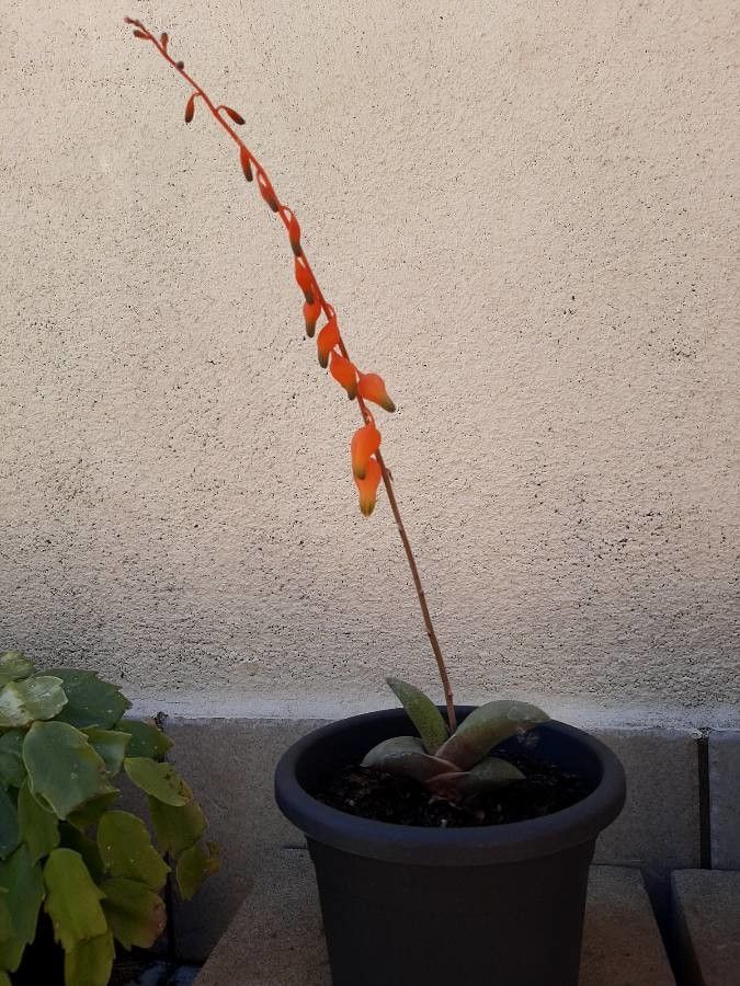 Gasteria glomerata flower