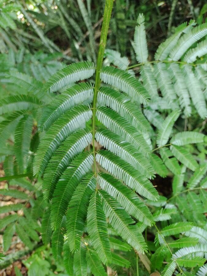 Piptadenia gonoacantha leaf