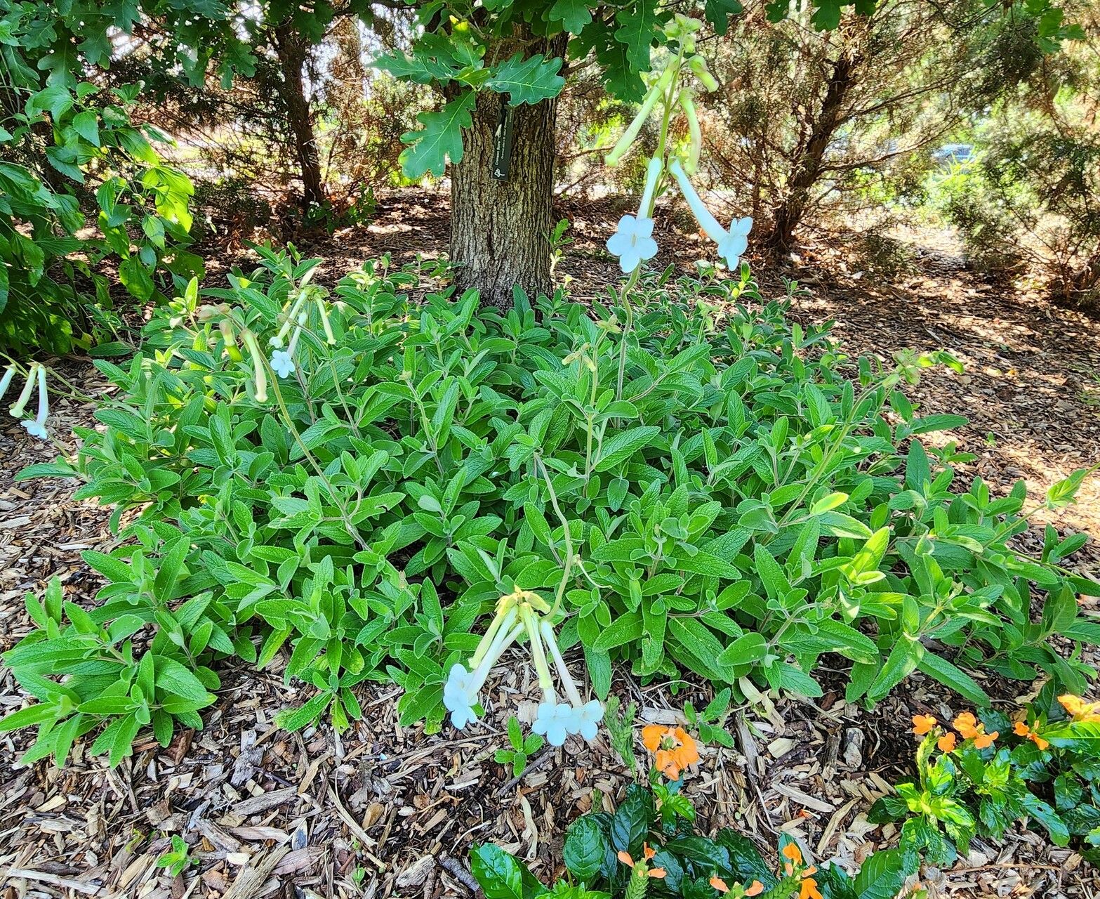 Sinningia tubiflora habit