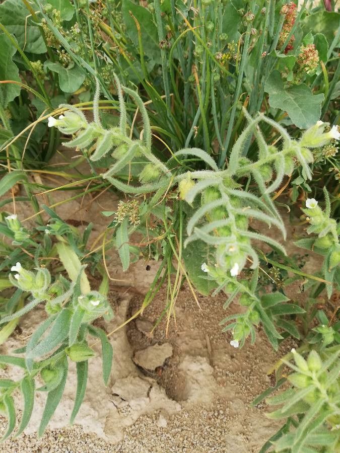 Nonea echioides — related species from the same genus