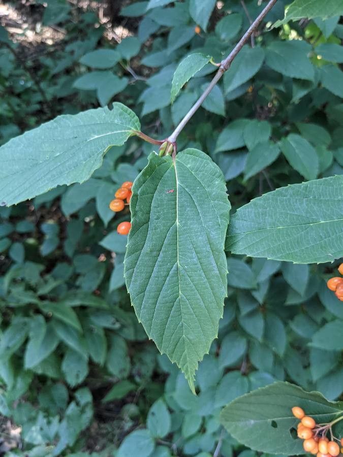 Viburnum sieboldii leaf