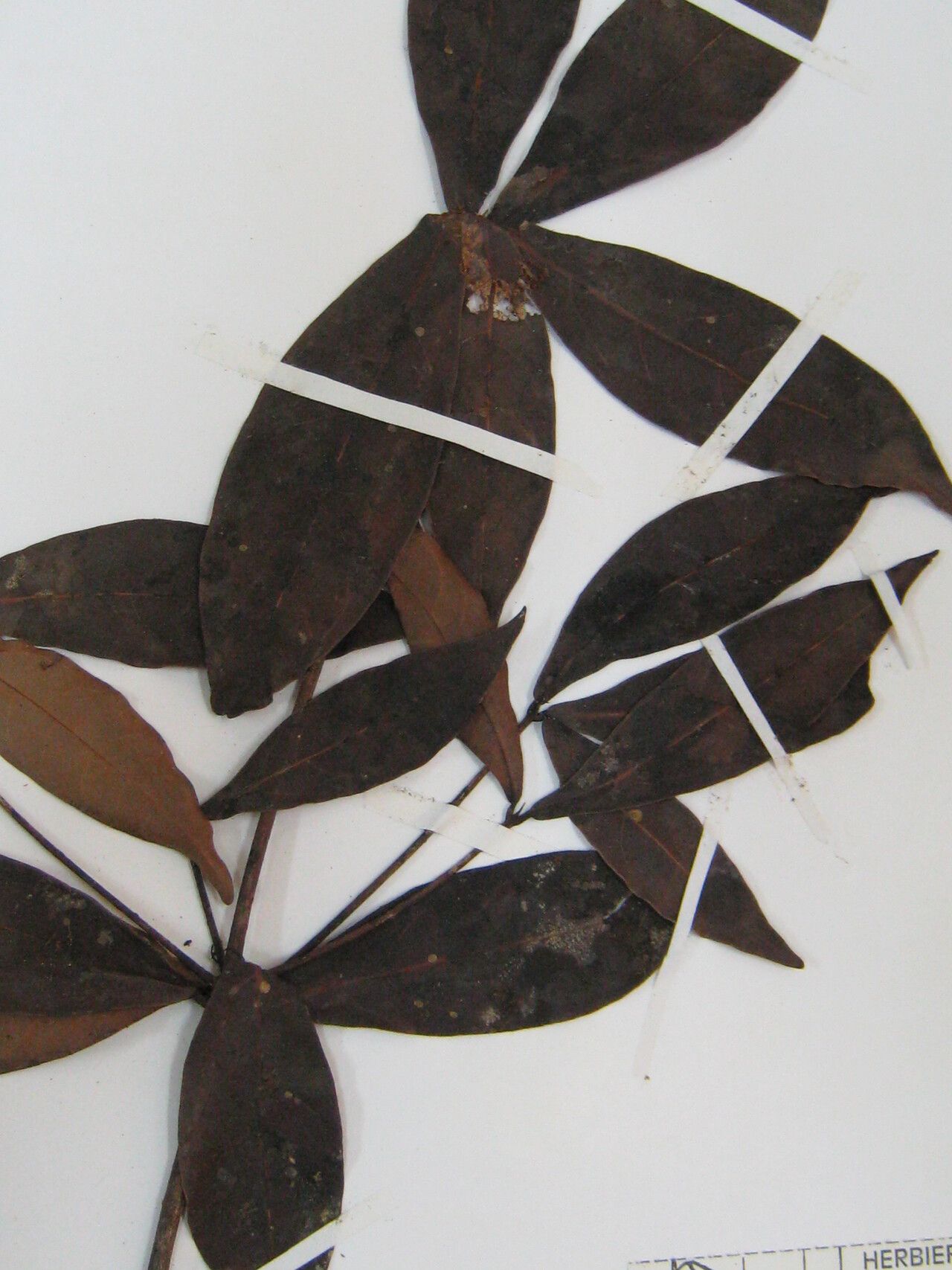 Aniba megaphylla — search result for 'Suriname'