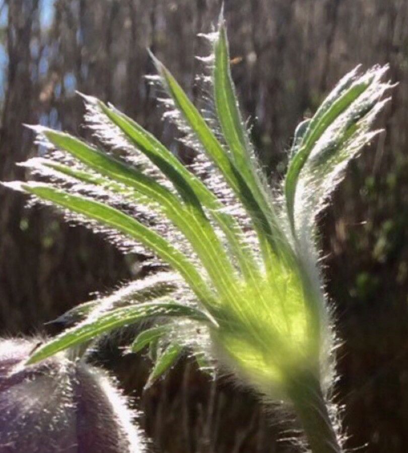 Anemone vernalis — search result for 'Anemone'