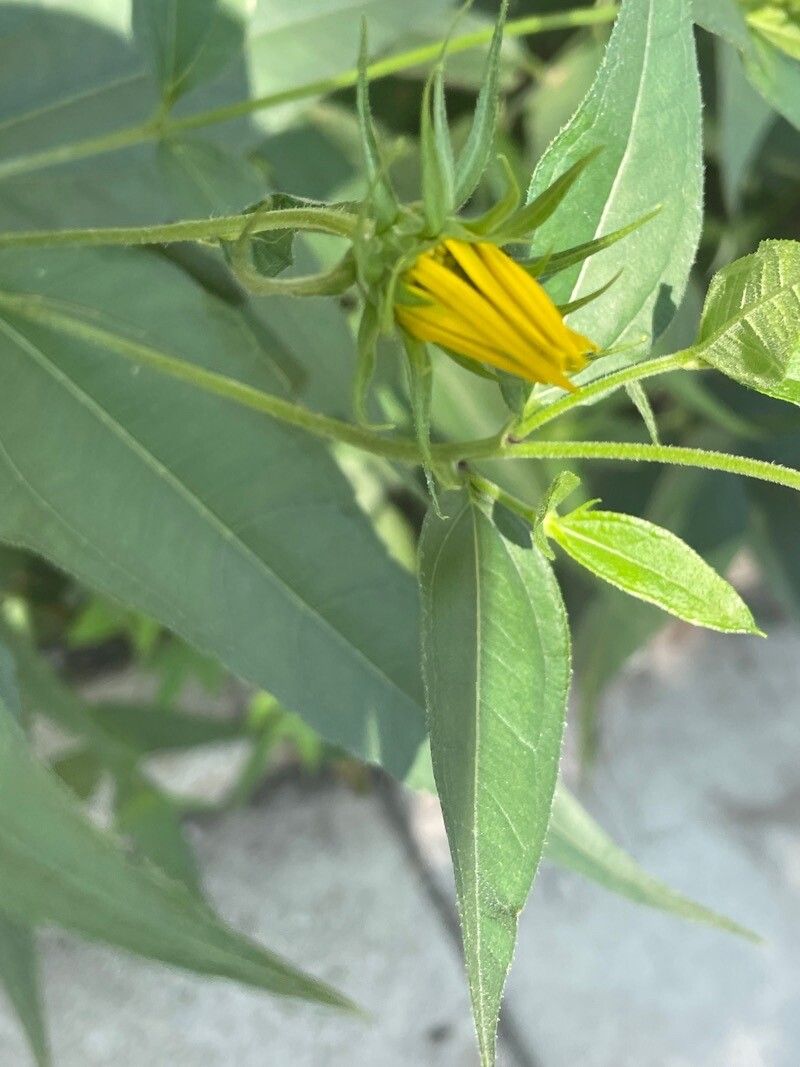 Helianthus hirsutus flower