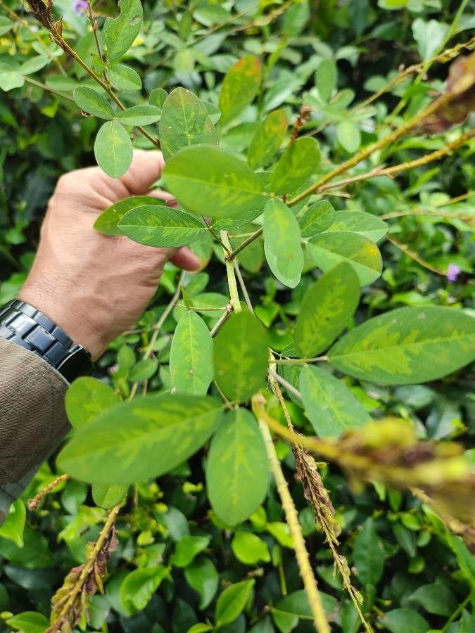 Desmodium heterocarpon — search result for 'Desmodium'