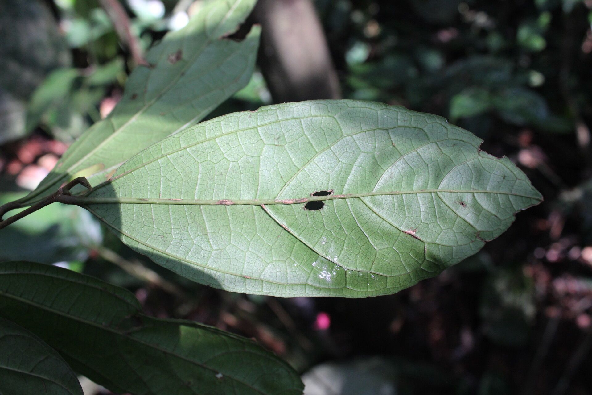 Celtis zenkeri — houseplant care guide