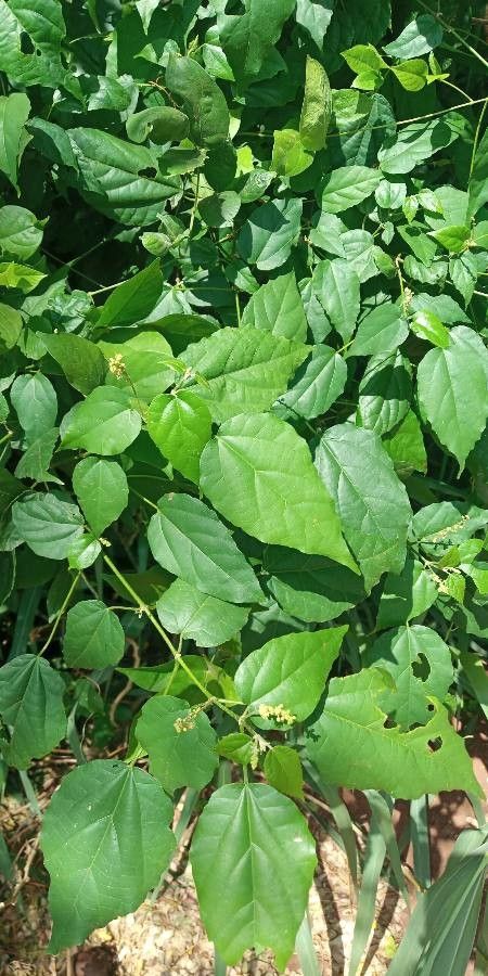 Mallotus oppositifolius leaf