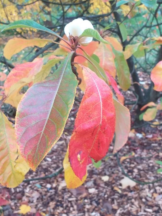 Franklinia alatamaha leaf