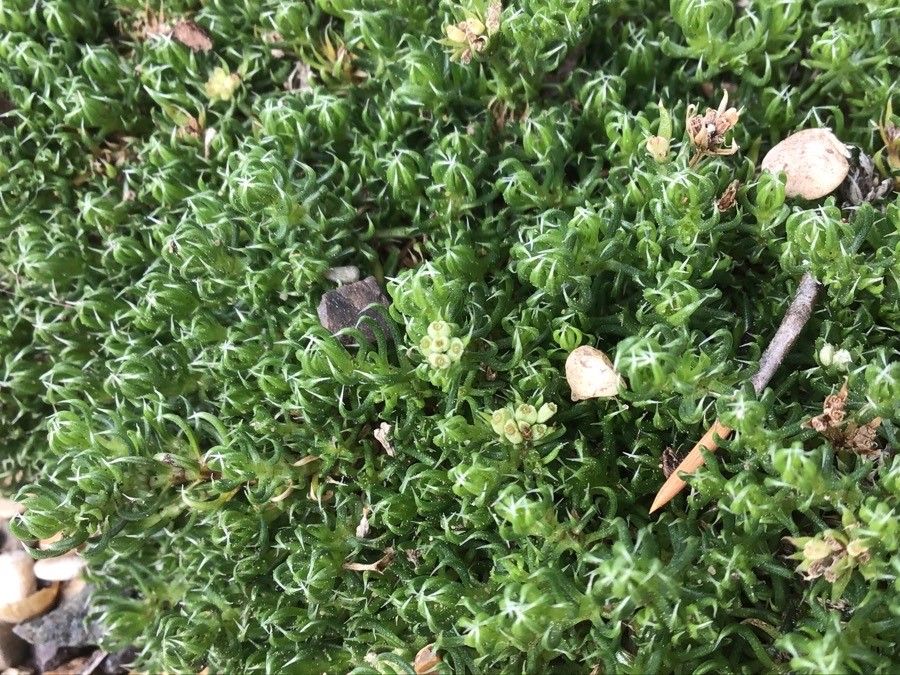 Asperula gussonei leaf