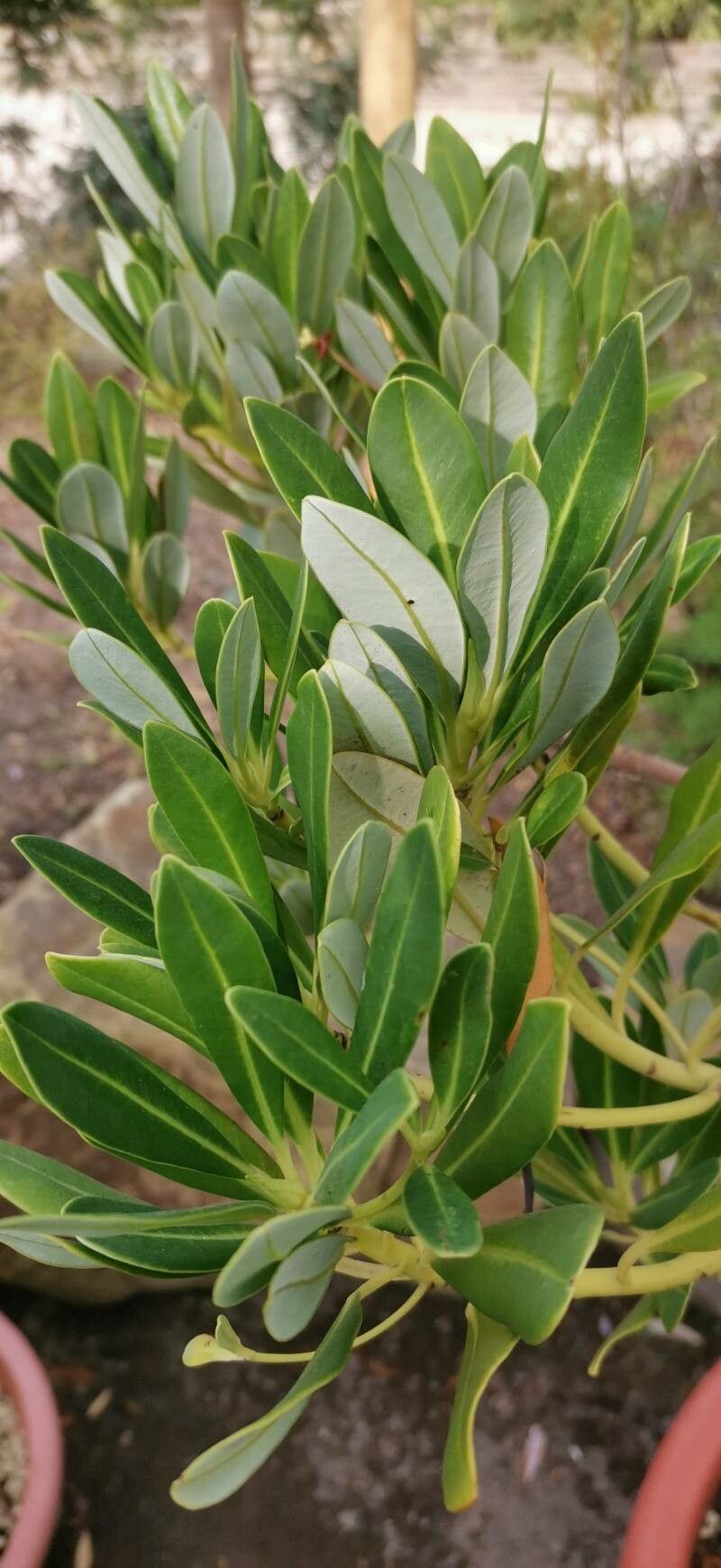 Drimys brasiliensis — related species from the same genus