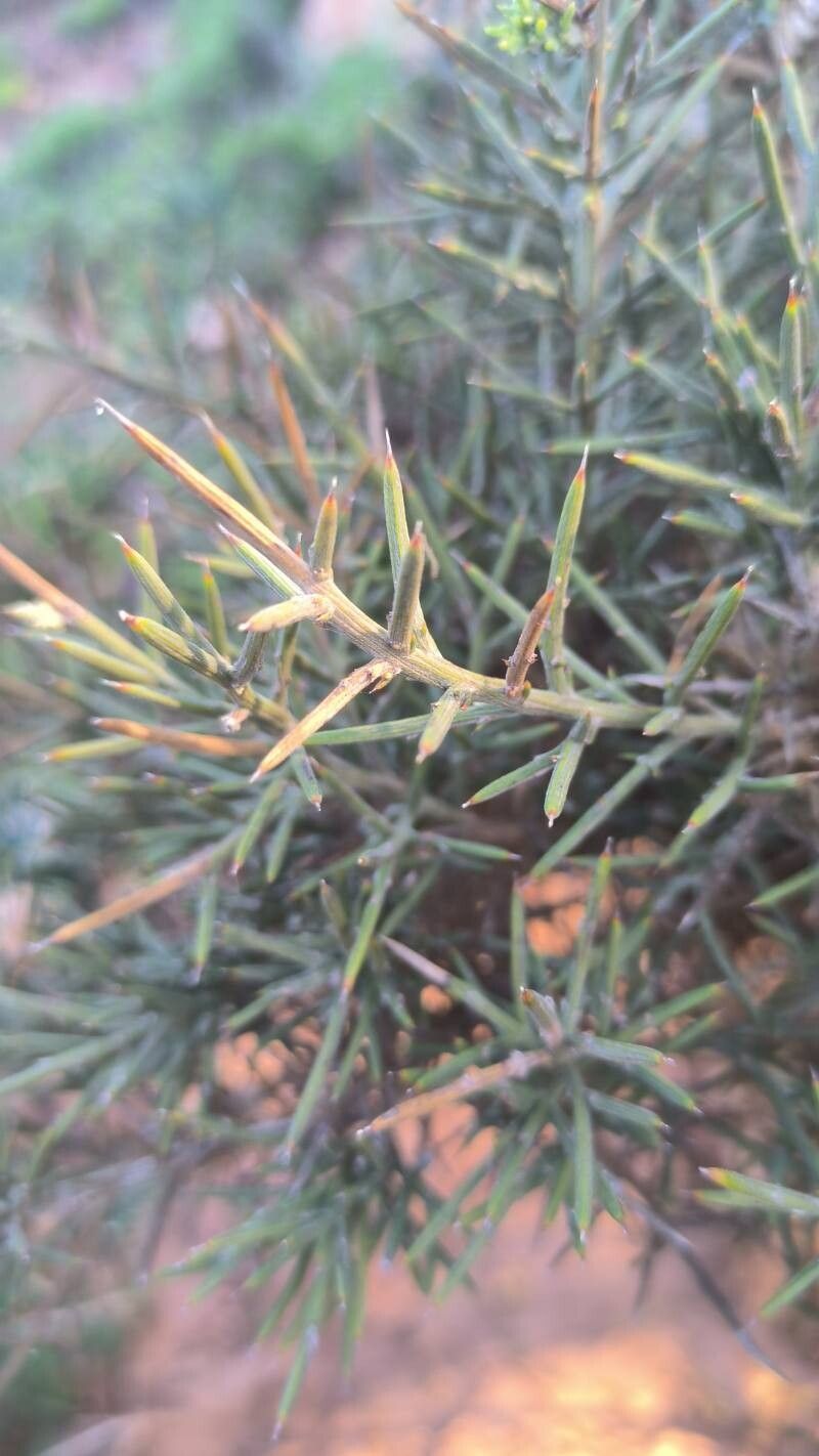 Ulex canescens — related species from the same genus