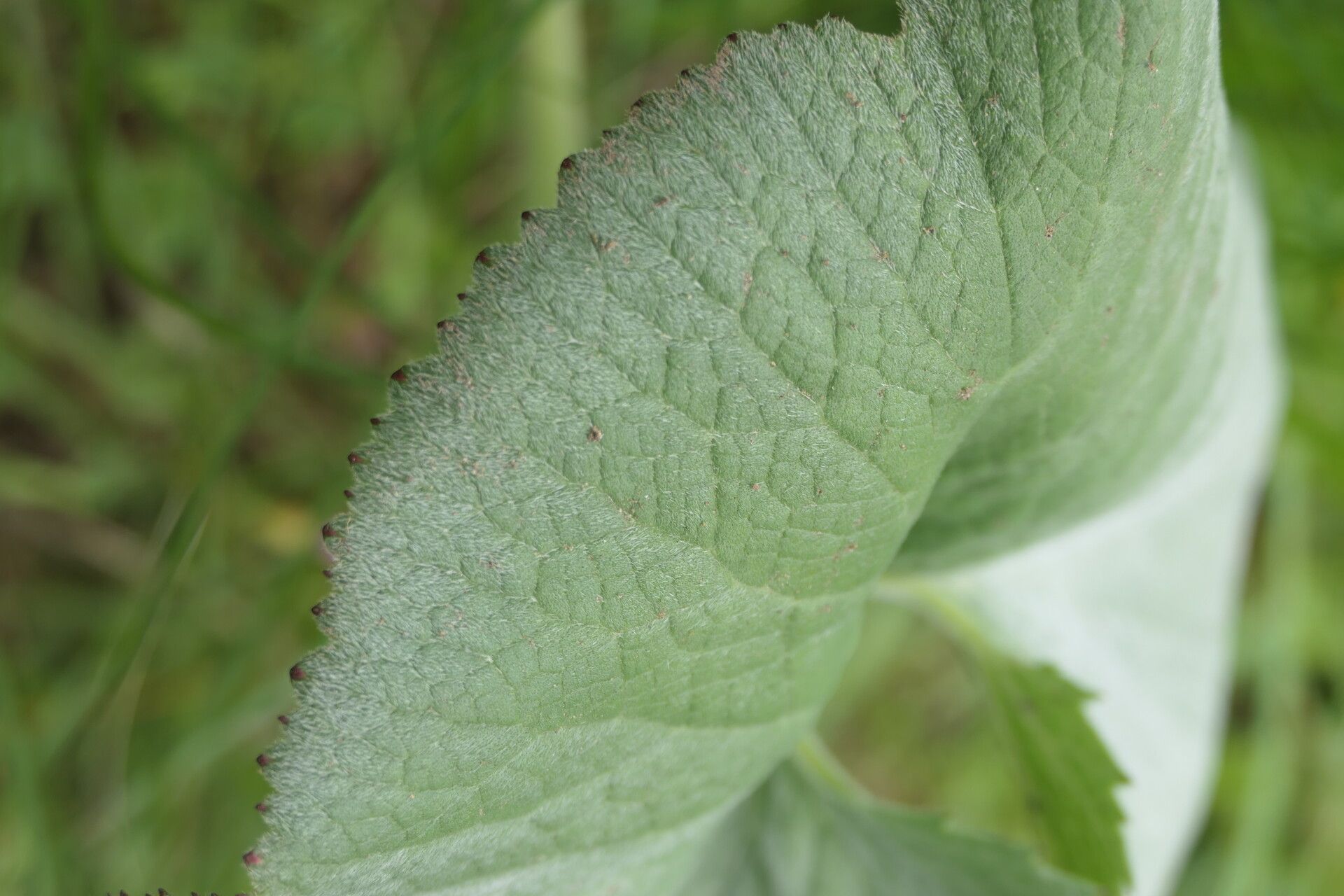 Gunnera perpensa leaf