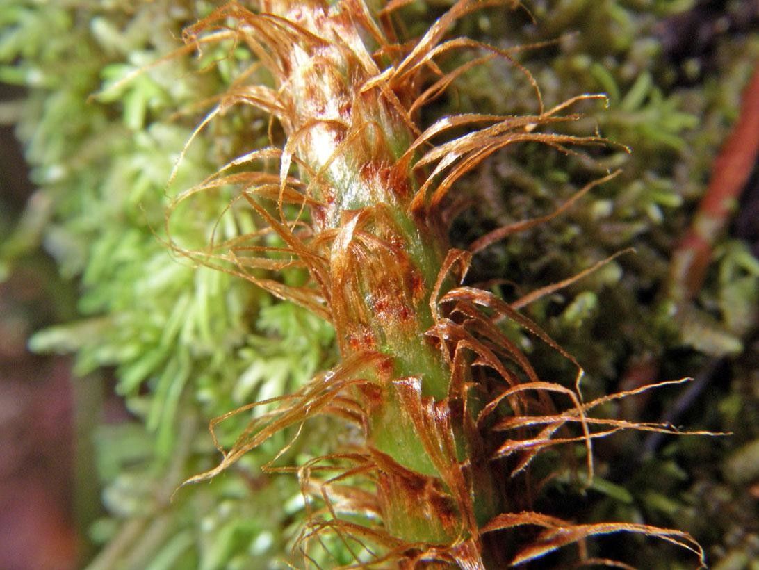 Oleandra articulata fruit