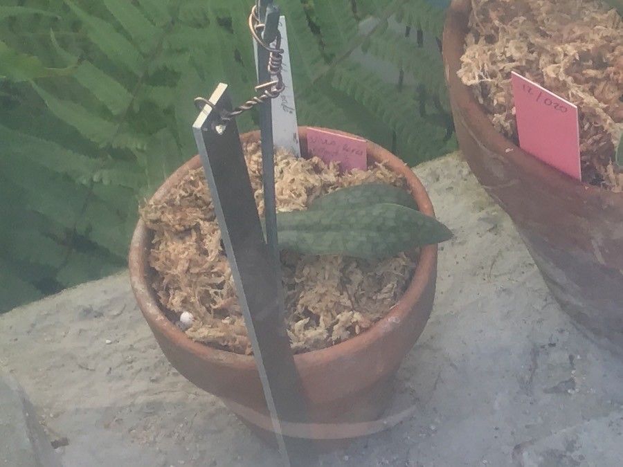 Paphiopedilum delenatii leaf