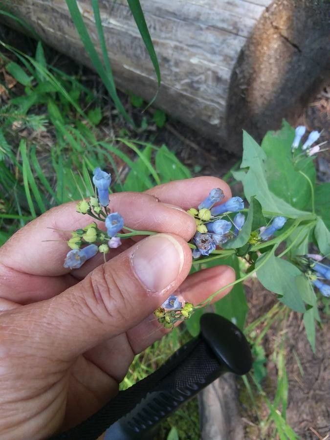 Mertensia ciliata flower