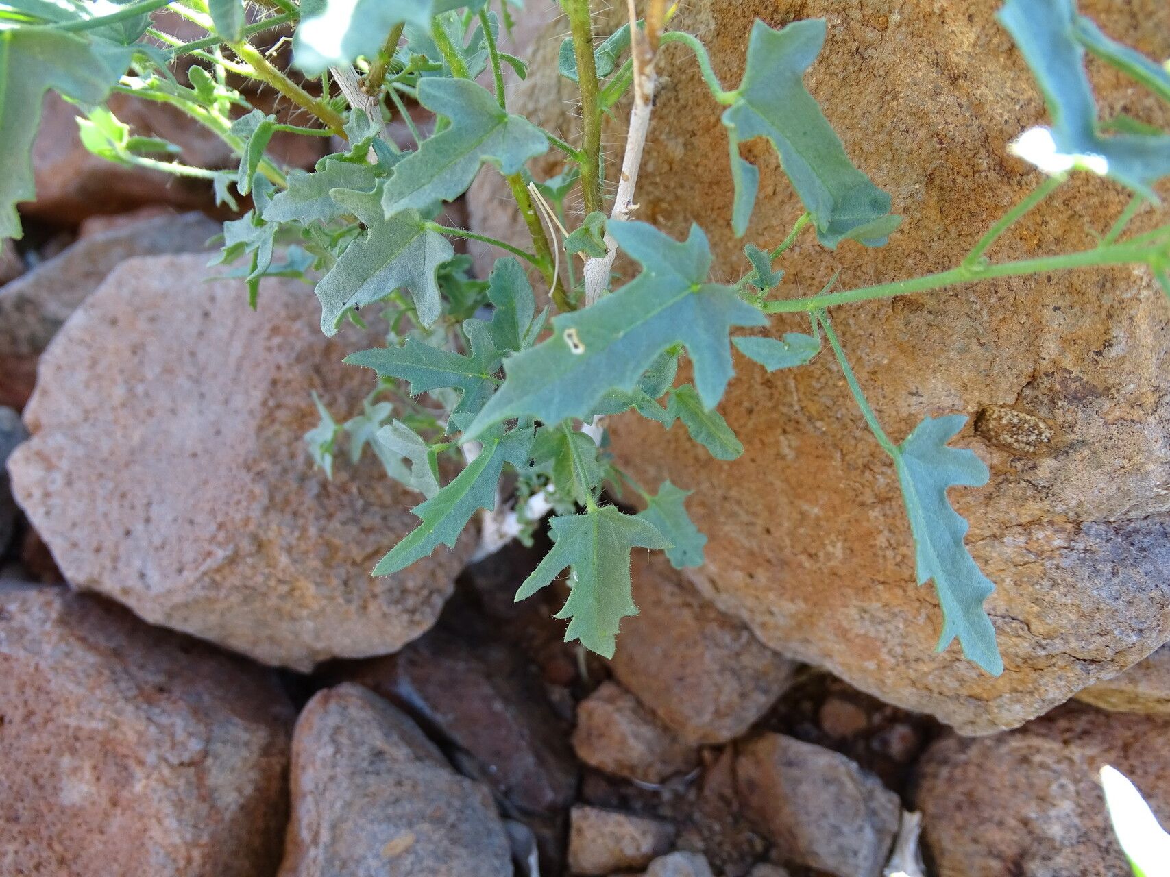 Pavonia clathrata — houseplant care guide