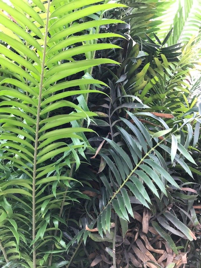 Encephalartos laurentianus leaf