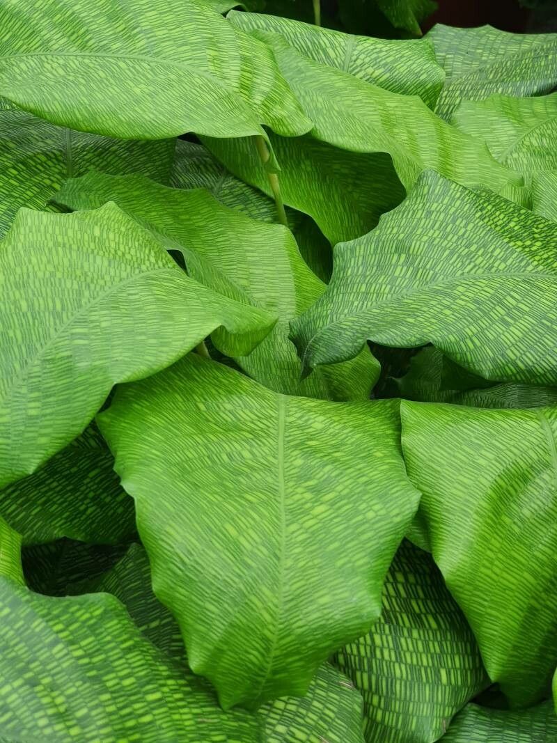 Calathea bella leaf