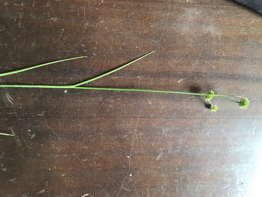 Juncus torreyi leaf