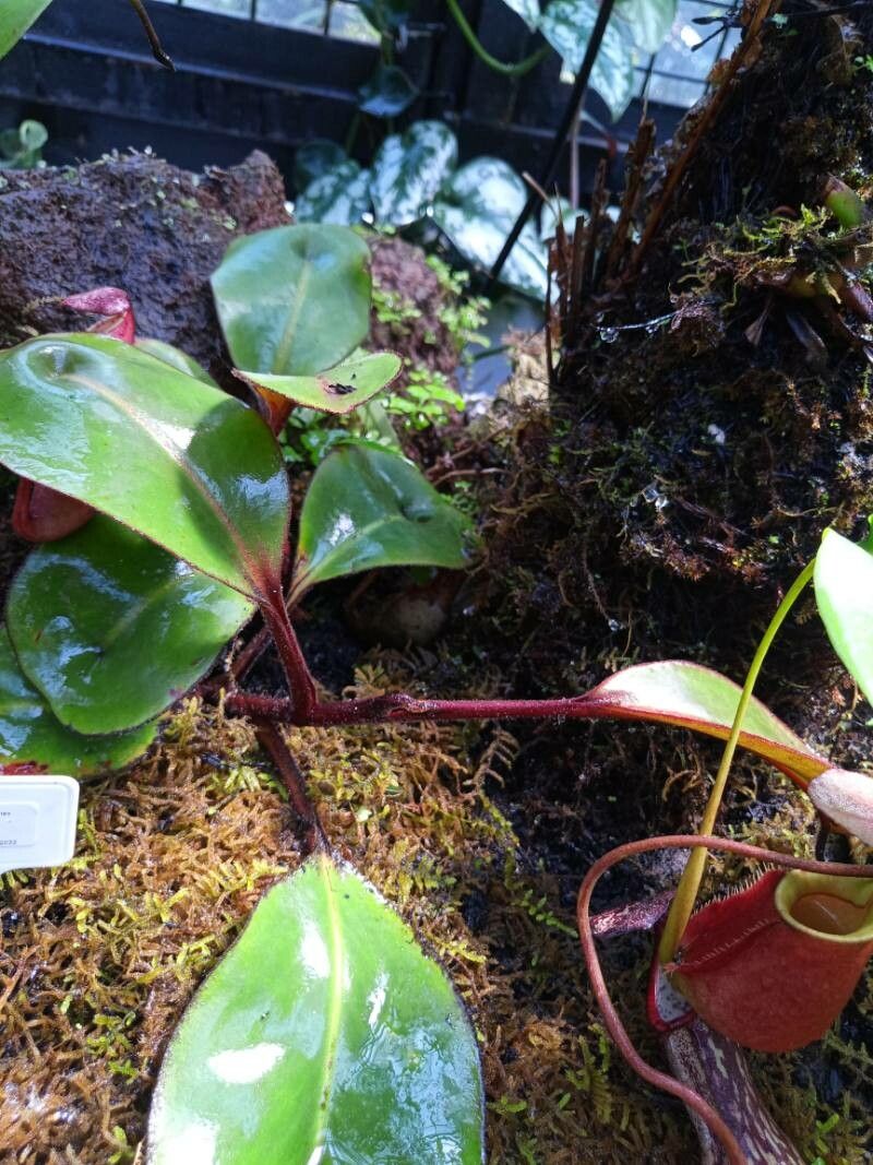 Nepenthes clipeata — search result for 'Nepenthes'
