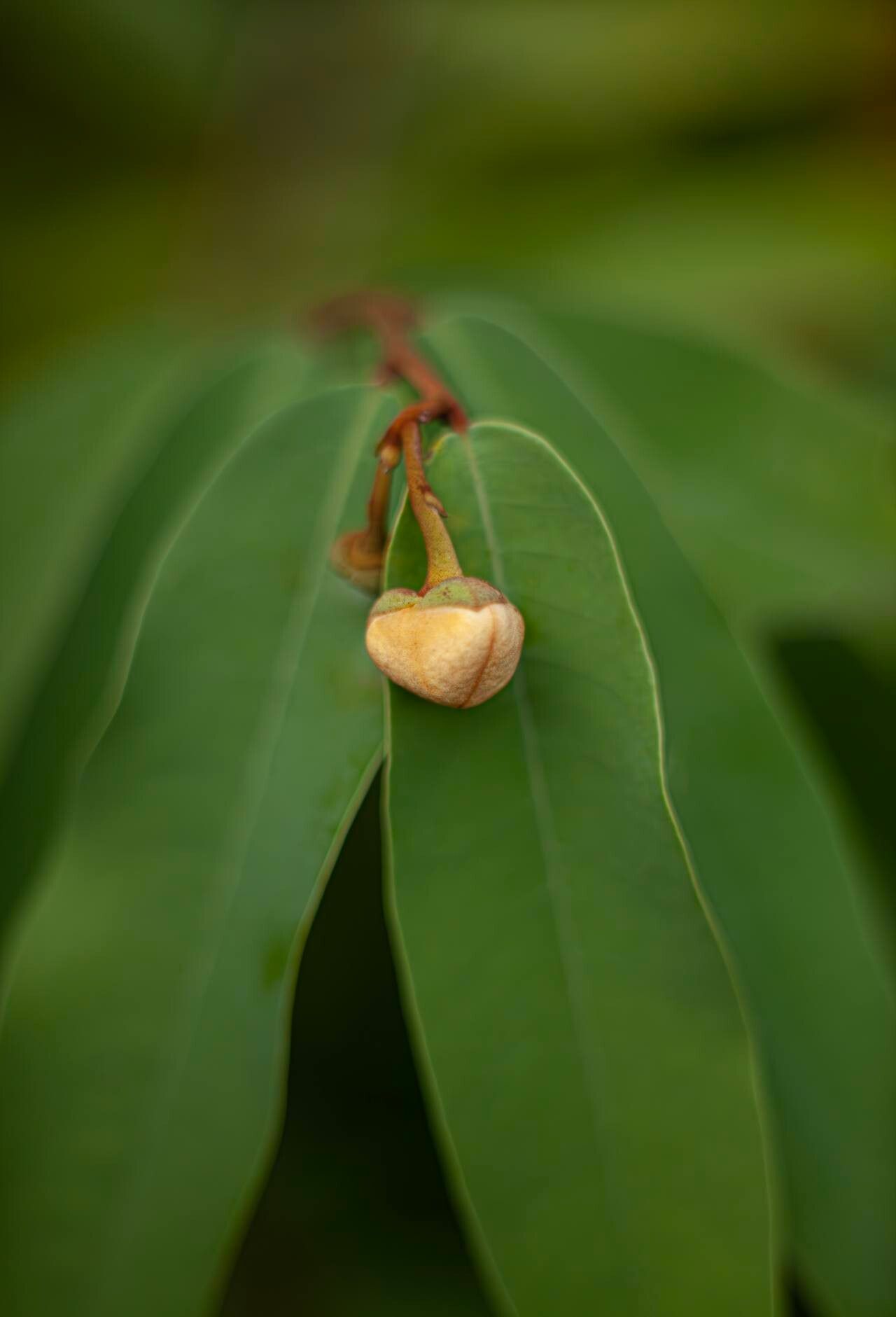 Uvaria siamensis flower