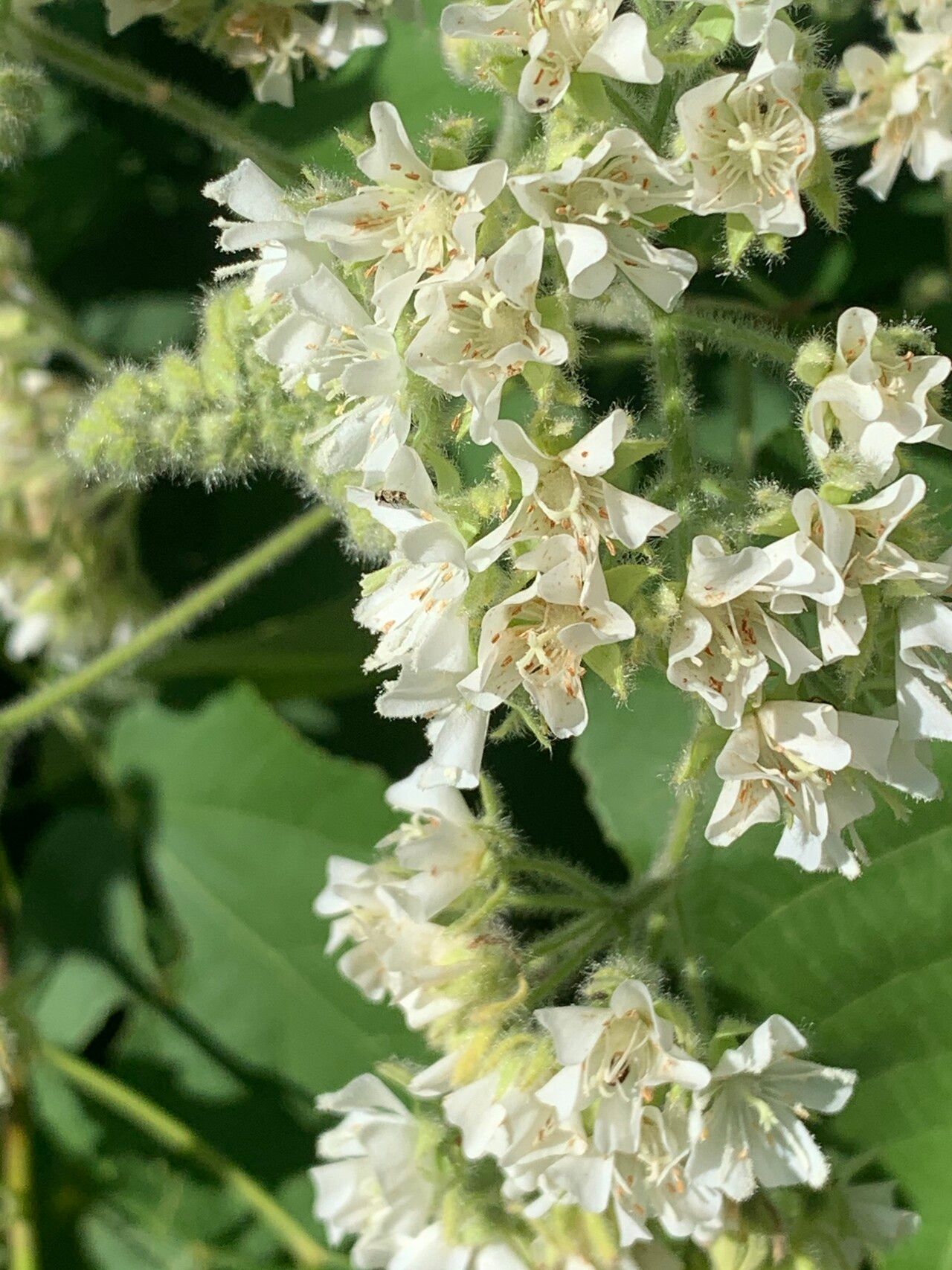 Dombeya kirkii flower