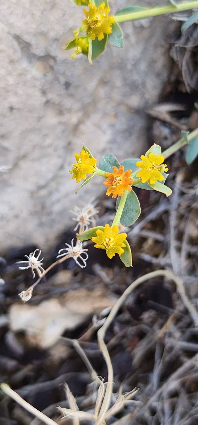 Euphorbia heteradena flower