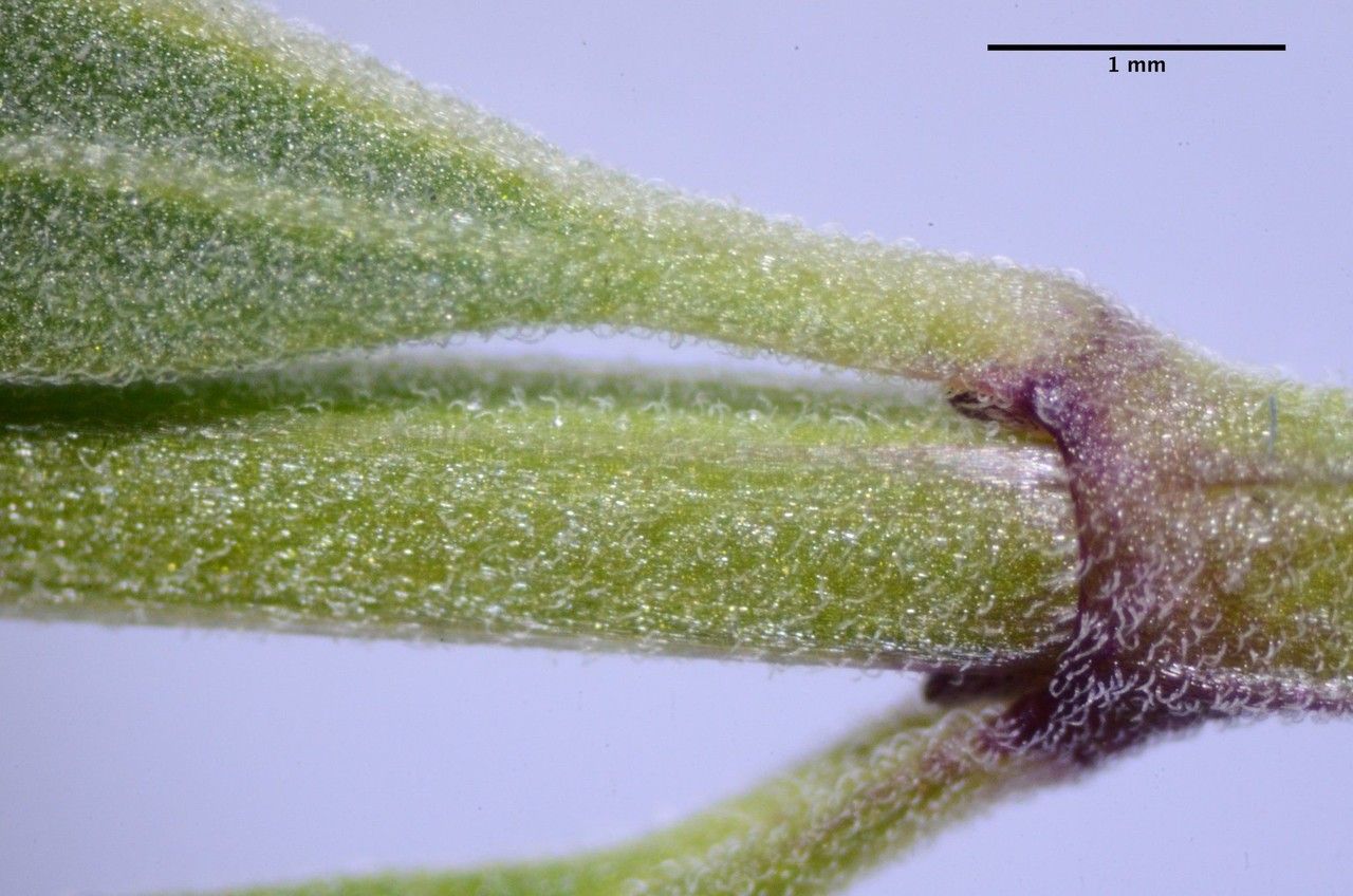 Scutellaria antirrhinoides bark