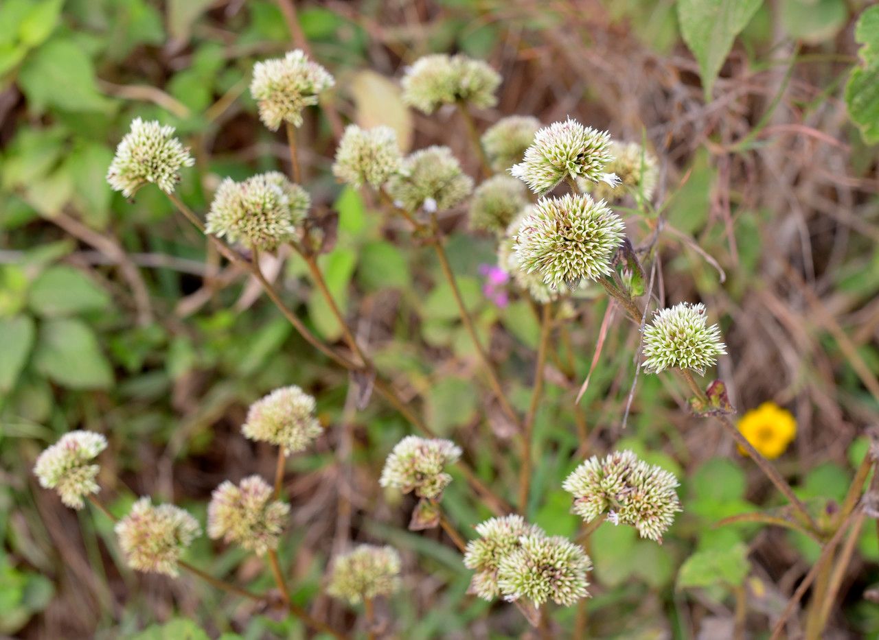 Hyptis conferta — houseplant care guide