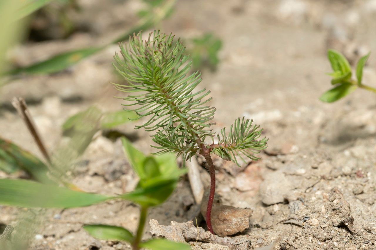 Euphorbia aleppica habit