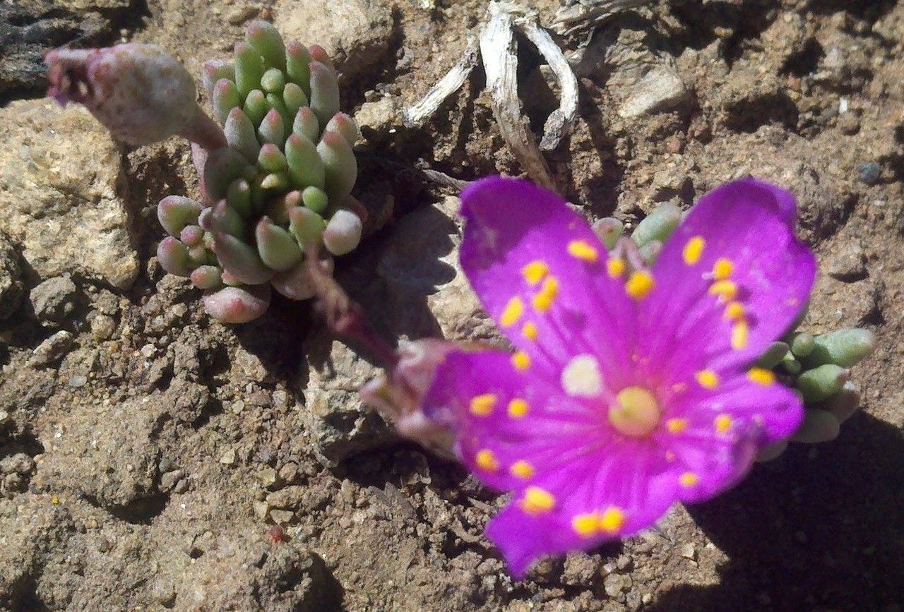Phemeranthus brevicaulis flower