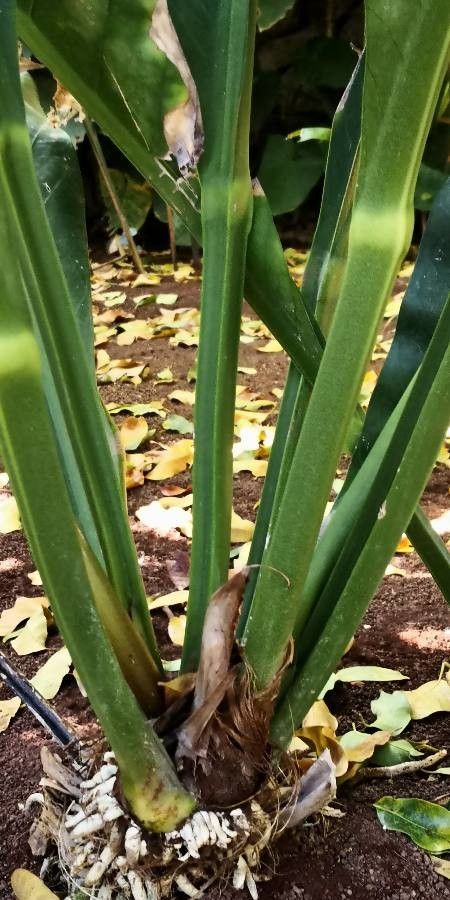 Anthurium schlechtendalii bark