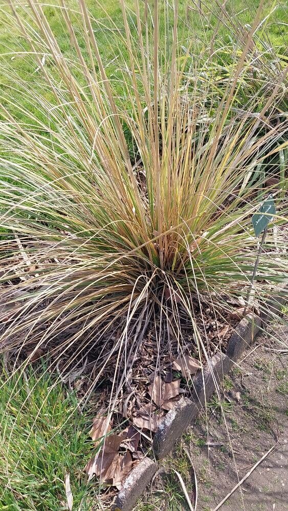 Austroderia richardii leaf