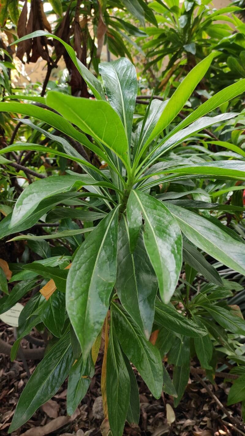 Limonium dendroides leaf