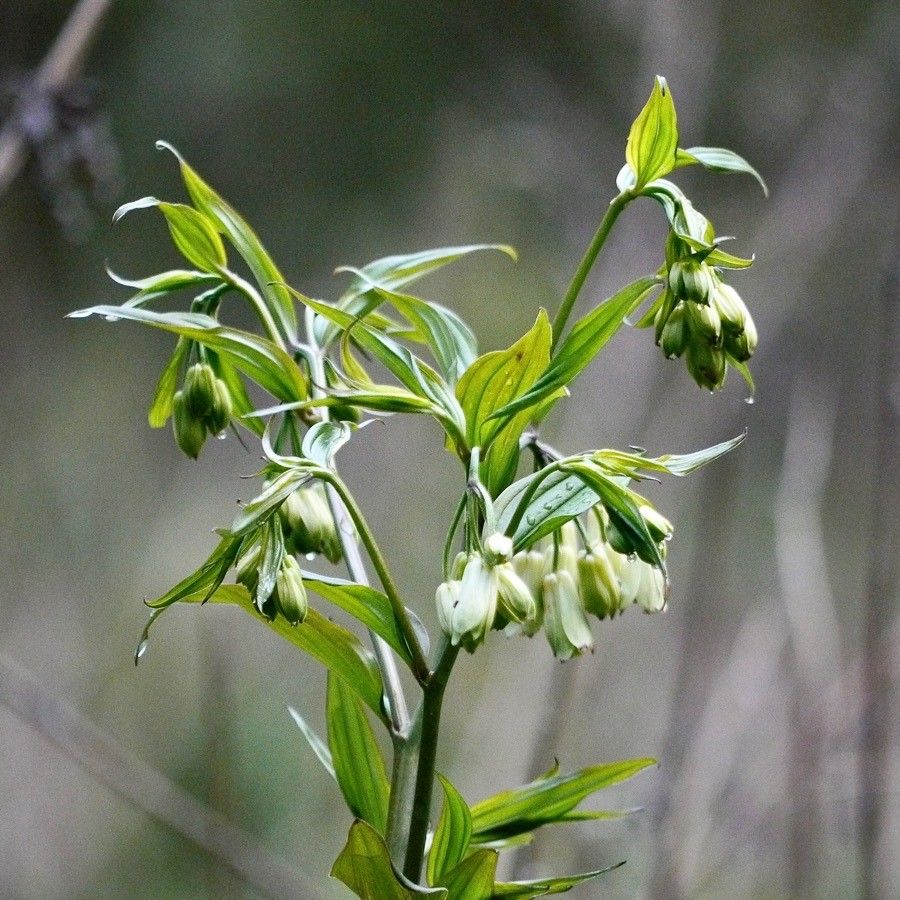 Disporum cantoniense flower