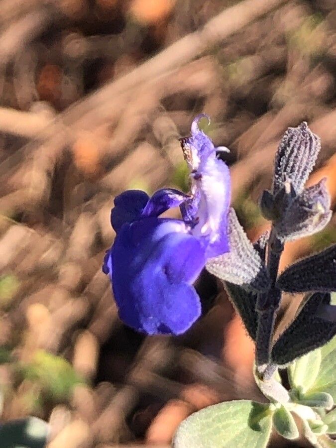 Salvia chamaedryoides flower