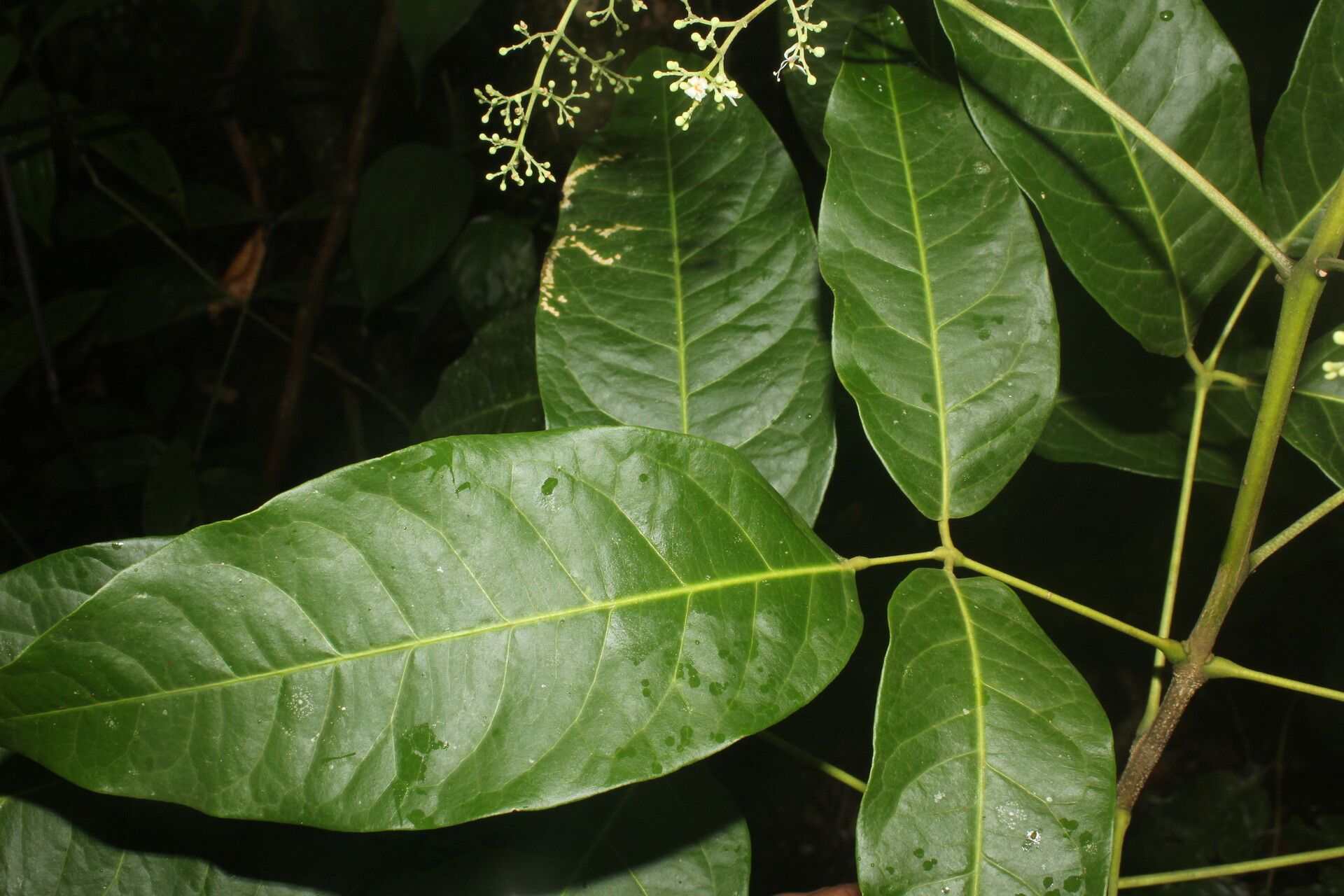 Amyris brenesii flower
