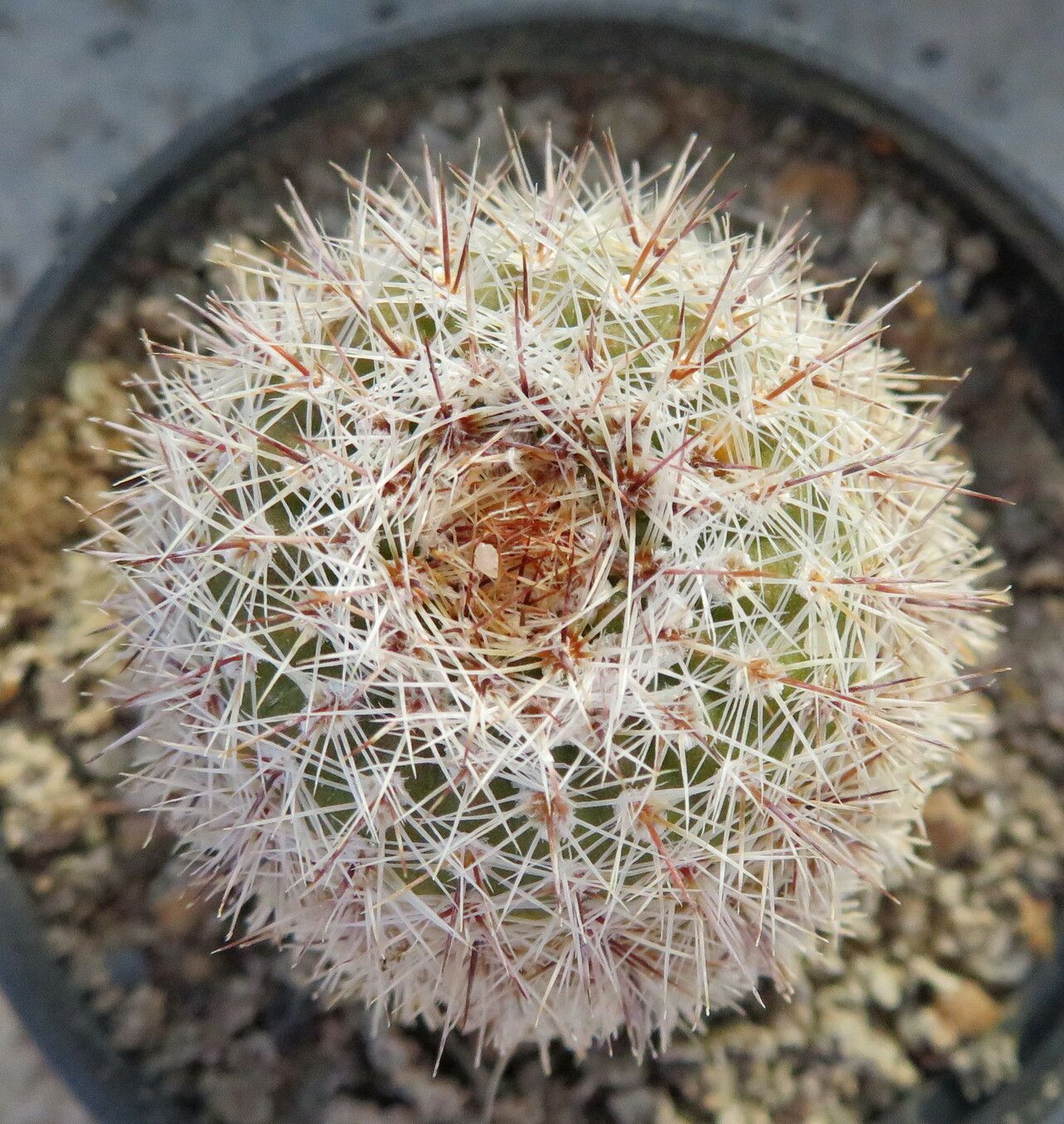 Parodia mueller-melchersii habit