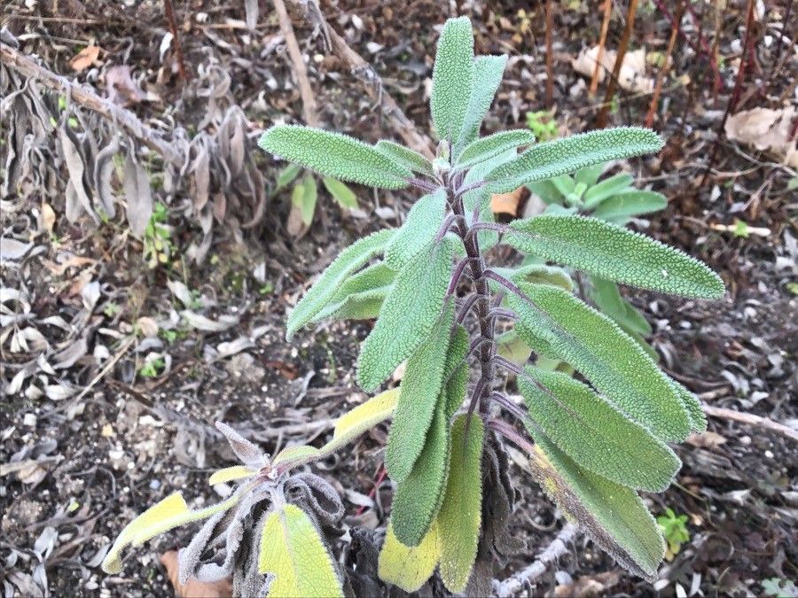 Salvia candelabrum — houseplant care guide