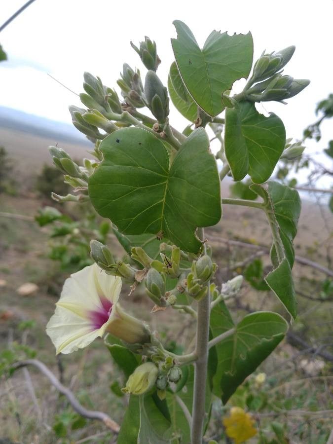 Ipomoea spathulata flower