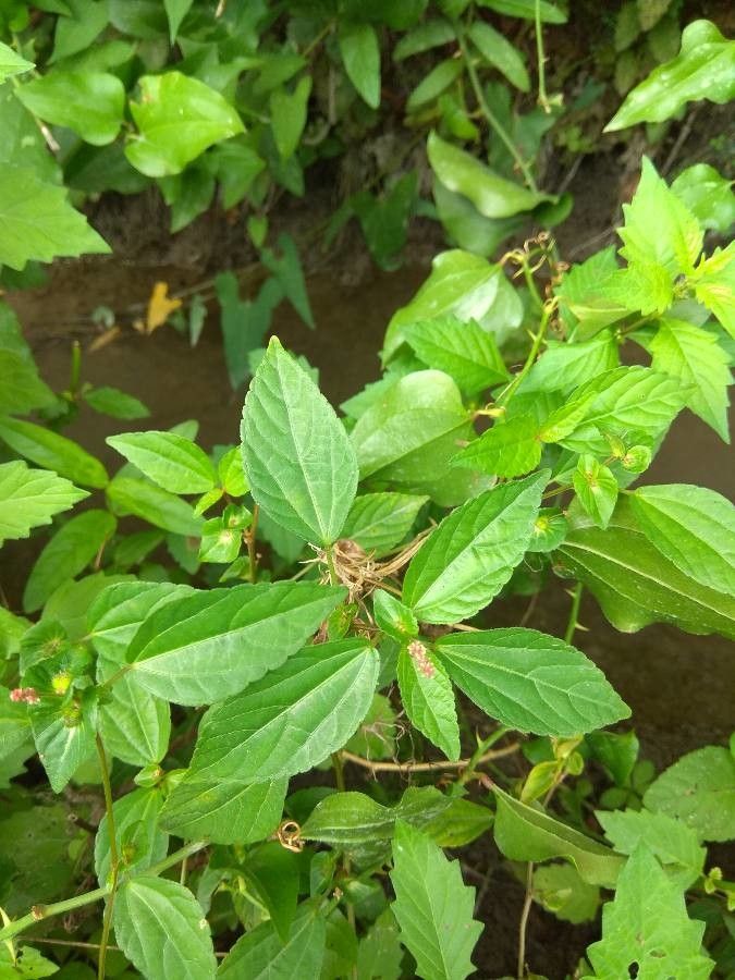 Acalypha australis leaf